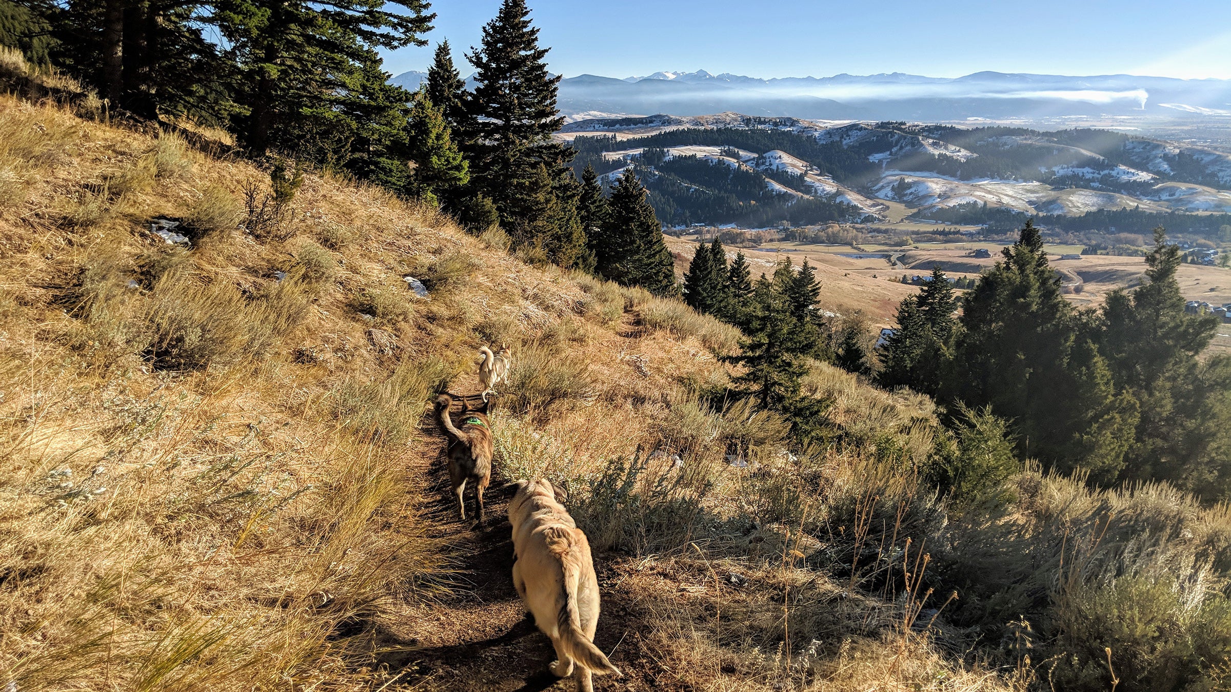 Wiley, Bowie, and Teddy on the M Trail.