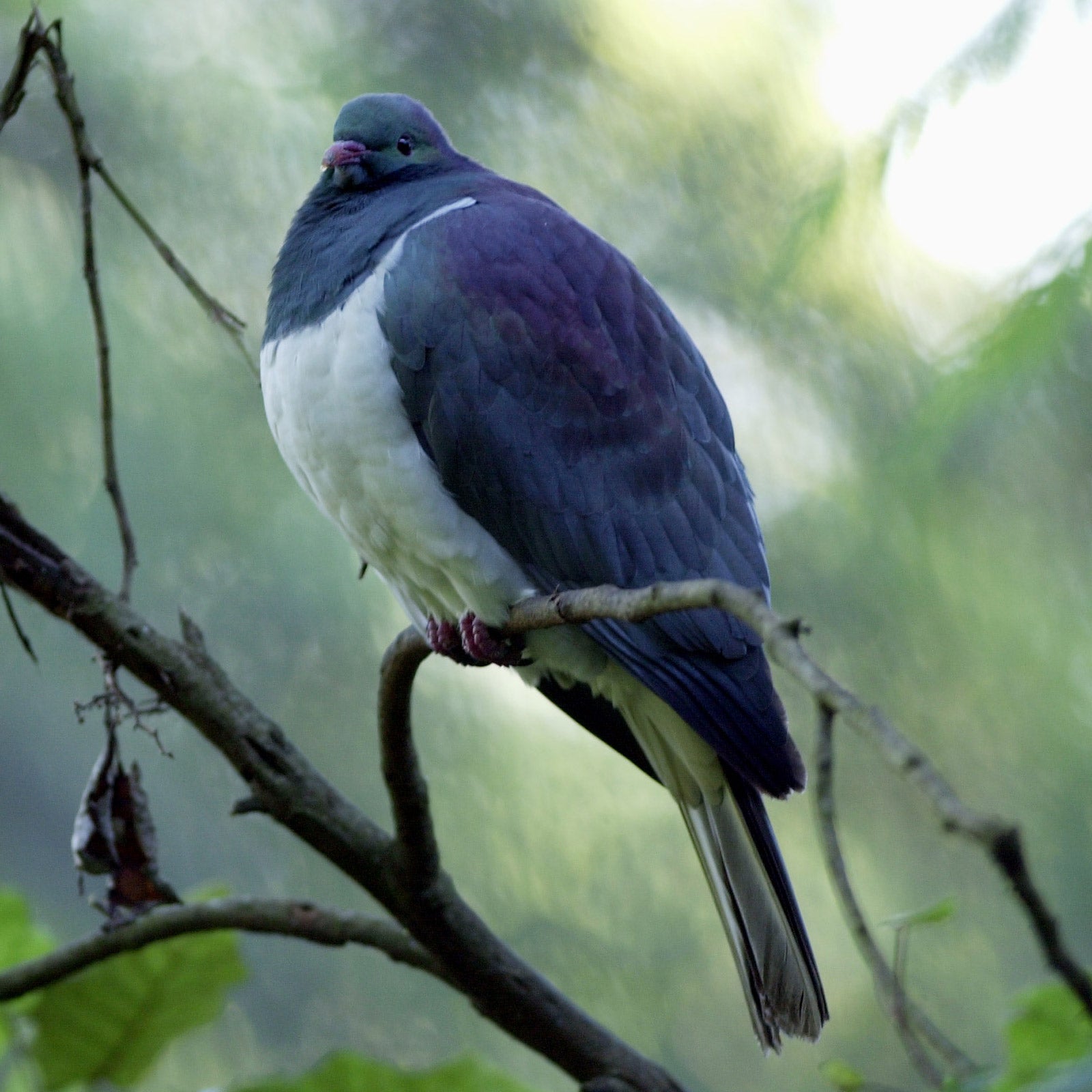 This month New Zealand named the kereru its bird of the year, in part because of its fondness for getting tipsy on fermented fruit.