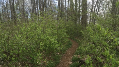 The Appalachian Trail in White County, Georgia.