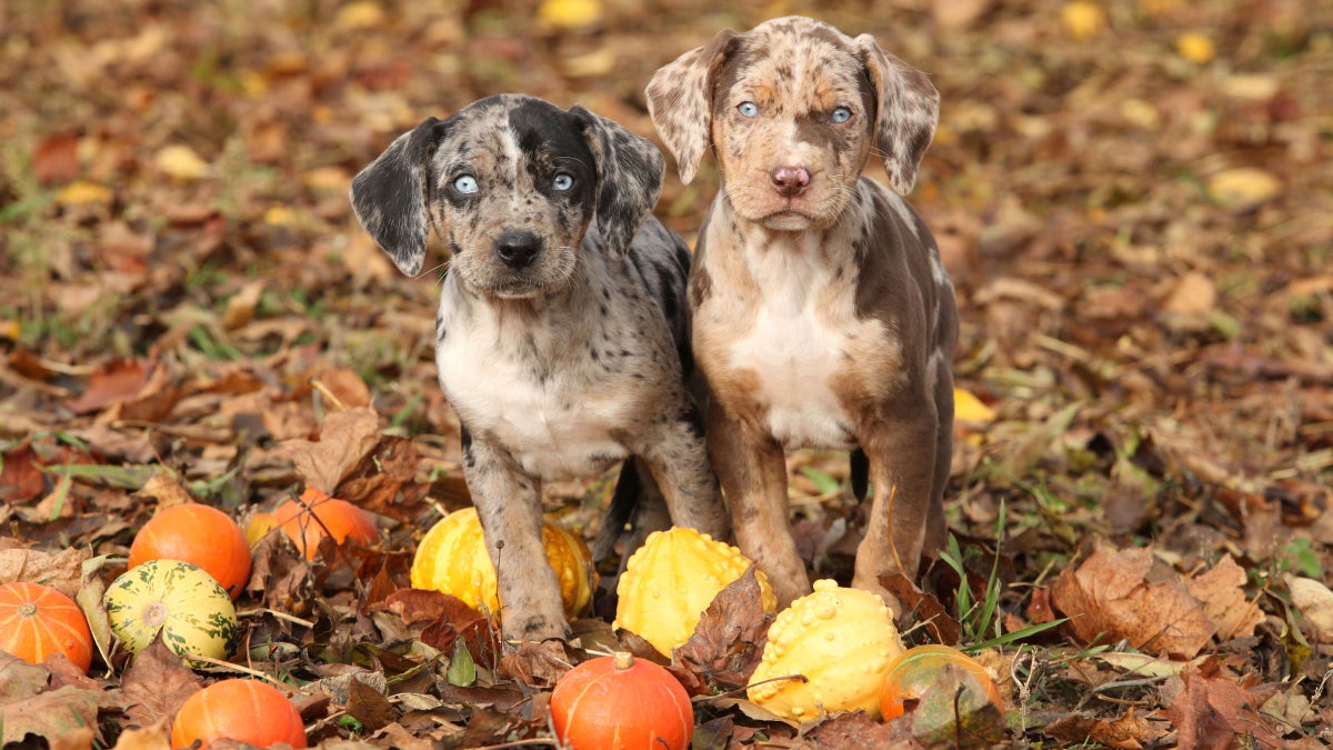 Fila Brasileiro Pups: Best Guard Dogs