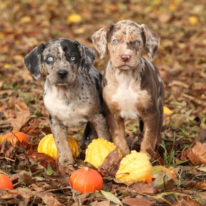These Catahoula Leopard puppies are 13th on our list of rarest dogs.