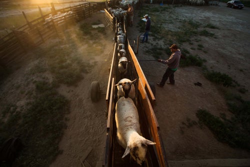 Sheep are loaded into a truck at the S. Martinez sheepherding operation in Mabton, Wash. After spending the winter in barns, sheep are trucked out to various public and private land allotments to feed. The S. Martinez sheepherding operation is聽the last large-scale sheepherding operation allowed on forest land in Washington state. Wool from this operation goes into American outdoor clothing products like socks and sweaters.聽(Sofia Jaramillo)