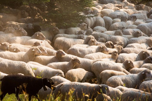 Martinez family preserves sheepherding tradition, Local