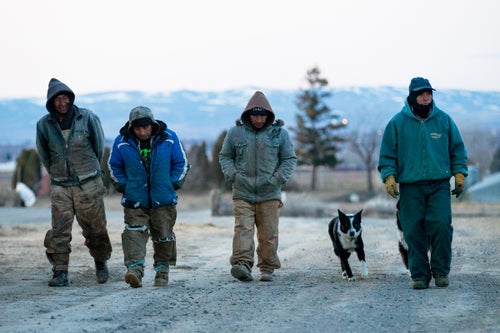 Heraclio DeLaCruz, Hector Camayo, Edgar Camayo, and Fermin Salomon, left to right, walk to dinner after a day of lambing in Mabton, Wash. Sheepherders spend most of the year alone, except for a few months in the spring when they work together to help ewes give birth.