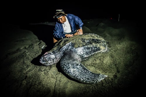 Ahead of the vote, Boulder, Colorado-based photographers and cinematographers Shawn Heinrichs and John Weller have created a 90-minute film, Provinsi Konservasi (Conservation Province). The film highlights the positive impact of West Papua鈥檚 environmental work on local communities, like a man who safeguards a critical leatherback sea turtle nesting site (pictured above) and a family who started a bird watching business. The project is the result of a decade鈥檚 worth of material the team collected while documenting the area鈥檚 rich natural resources and the fight to protect them; these photos are a sampling of some of their collection. An Emmy-award winner best known for his work in the Oscar-nominated documentary Racing Extinction, Heinrichs calls the conservation province initiative, 鈥渢he most important work I鈥檝e done in my life.鈥