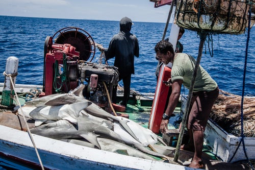 Community members act as rangers on patrol boats catching illegal fishing vessels, contributing to an estimated 90 percent drop in poaching by outside fishermen. Sustainable tourism has become a primary driver of the economy, providing jobs for locals as guest house managers and dive and birding guides. According to Mark Erdmann, vice president of Asia Pacific Marine Programs for Conservation International, 鈥淚n many communities, it鈥檚 hard to find a village where there isn鈥檛 someone making a significant living off of tourism.鈥