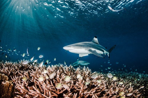 Over the past 12 years, the seas surrounding West Papua have become a conservation success story. A cooperative of environmental organizations, local communities, and government agencies have created a series of Marine Protected Areas (MPAs)鈥攝ones with varying levels of restrictions on fishing鈥攃overing some 9 million acres, amounting to 25 percent of Indonesia鈥檚 total nearshore sea area. According to Conservation International, who have headed up efforts in West Papua, some of the MPAs have seen as much as a 500 percent increase in reef fish since 2007.