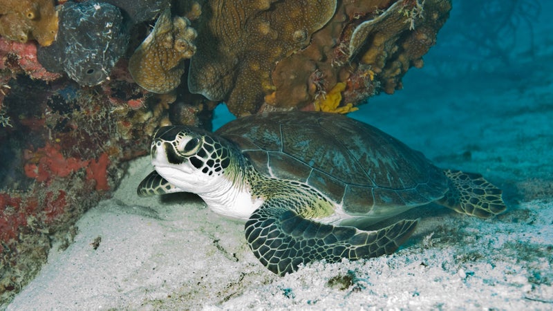 A green sea turtle in Key Biscayne National Park