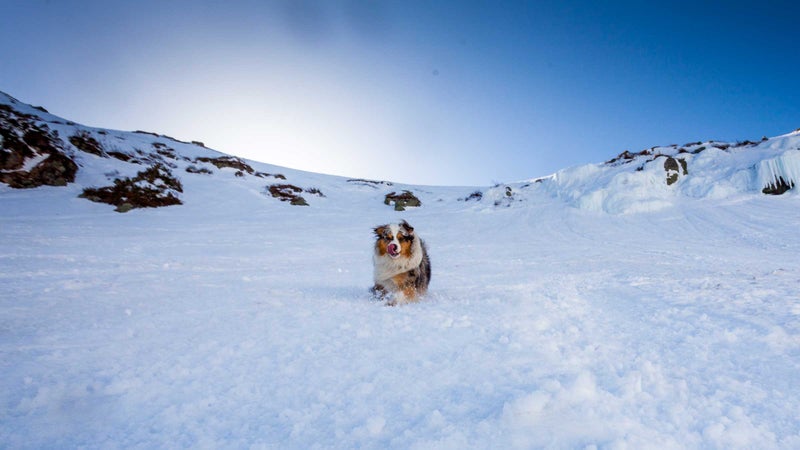New England–based skier Andrew Drummond's pup, Squall, on the run.
