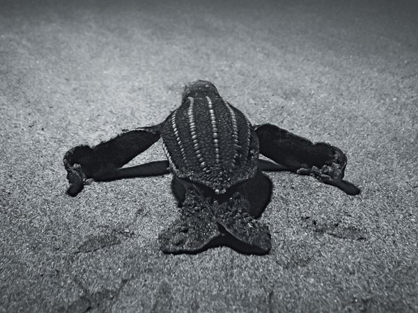 An endangered leatherback hatchling makes its way toward the waves.