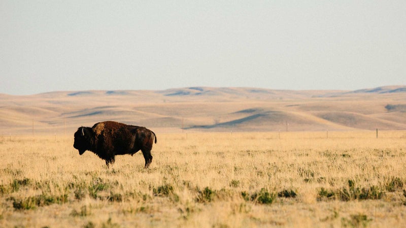A grass-fed, free-range Wild Idea buffalo in South Dakota
