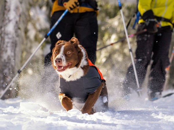 How do you design something when the end-user can't give you feedback other than incessant tale wagging?