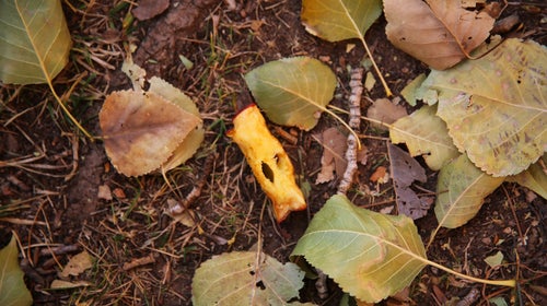 An apple core can be found on trails nearly two months after you leave it there.