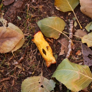 An apple core can be found on trails nearly two months after you leave it there.