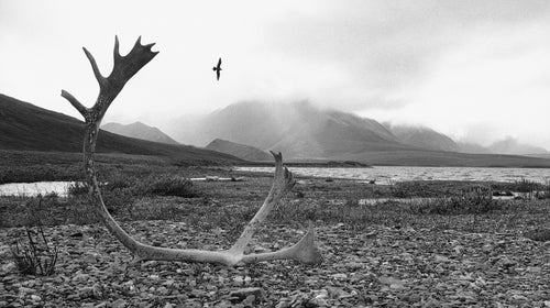 1002 Area, in the Arctic National Wildlife Refuge, is America's premier summer sanctuary for virtually every major form of Arctic wildlife.