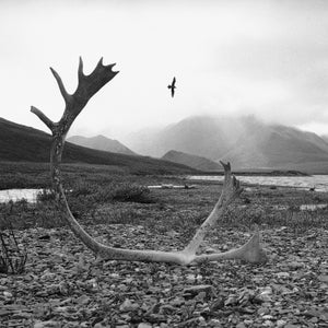 1002 Area, in the Arctic National Wildlife Refuge, is America's premier summer sanctuary for virtually every major form of Arctic wildlife.