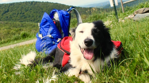 Jenna Woginrich differentiates her favorite packs by dog breeds.