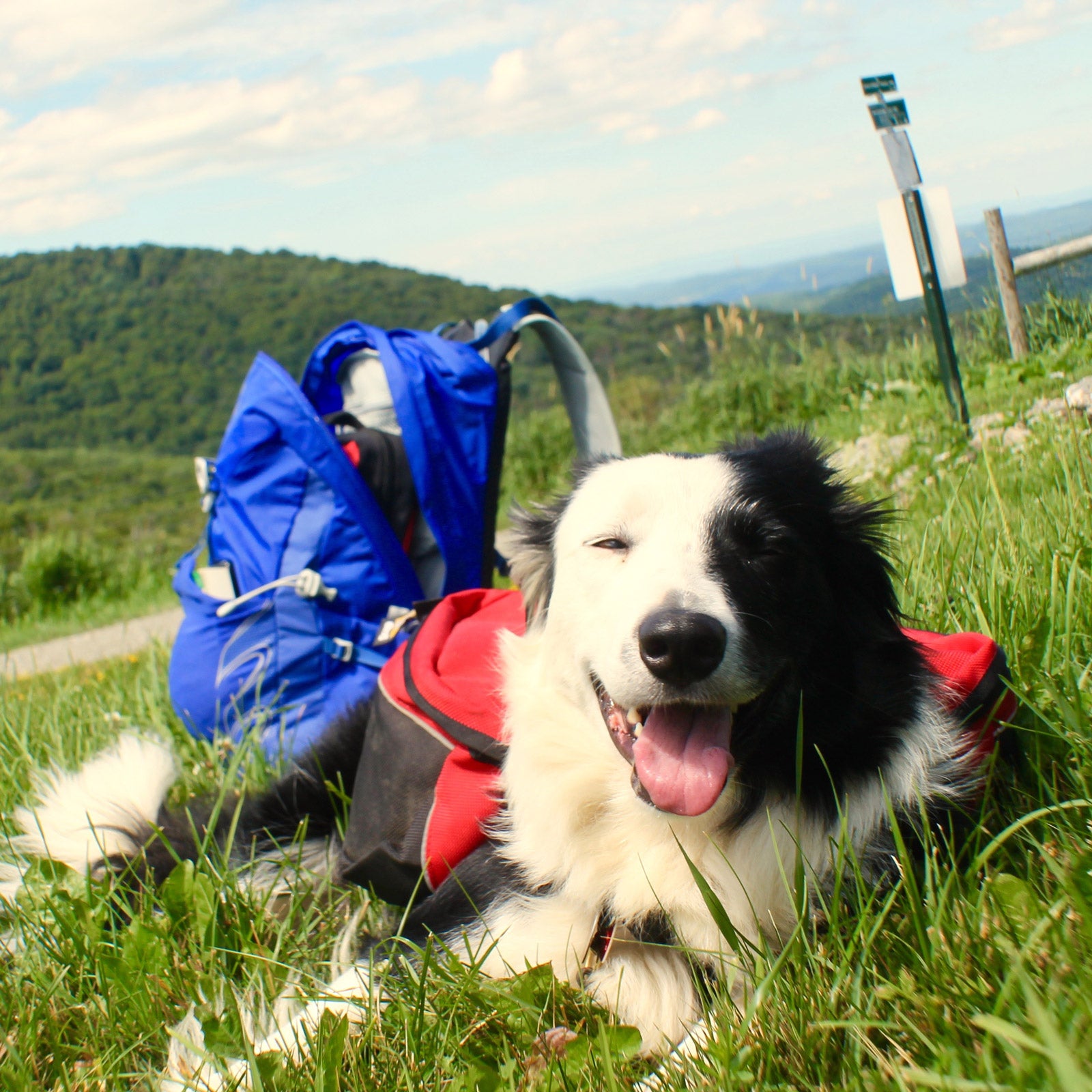 The Best Women s Daypacks Explained as Dog Breeds