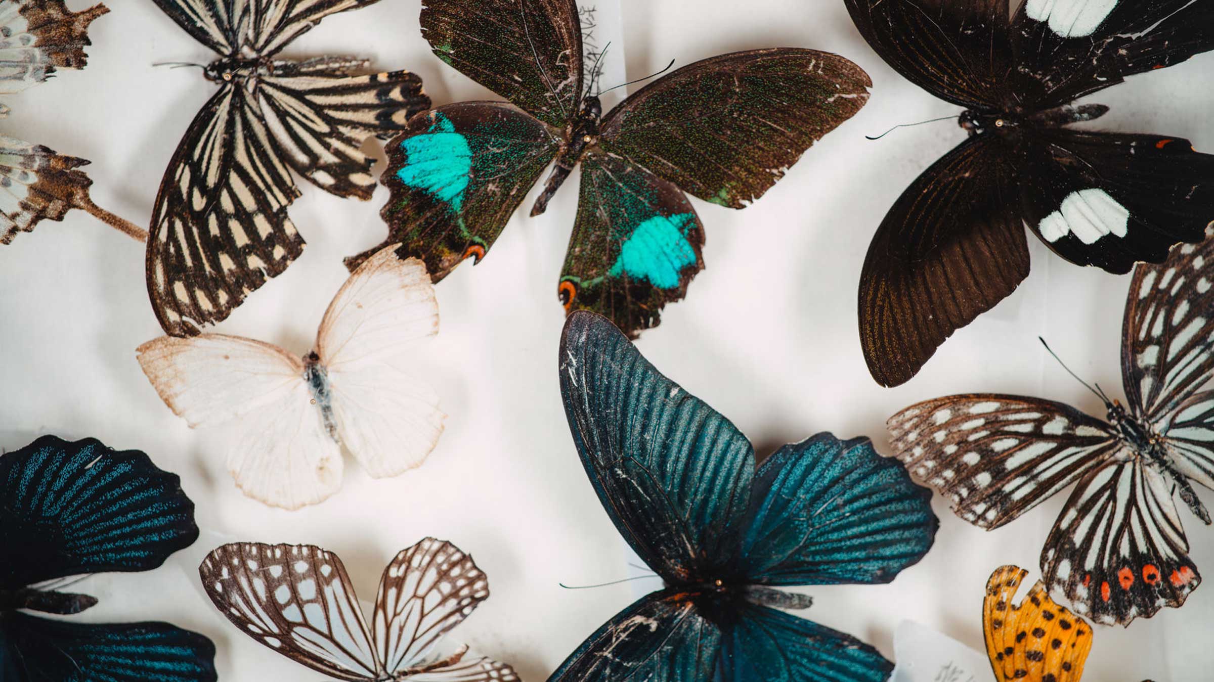 Two new books look at all the ways insects affect the human world—for better and for worse.