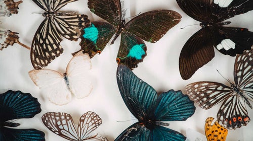 Two new books look at all the ways insects affect the human world—for better and for worse.