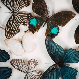 Two new books look at all the ways insects affect the human world—for better and for worse.