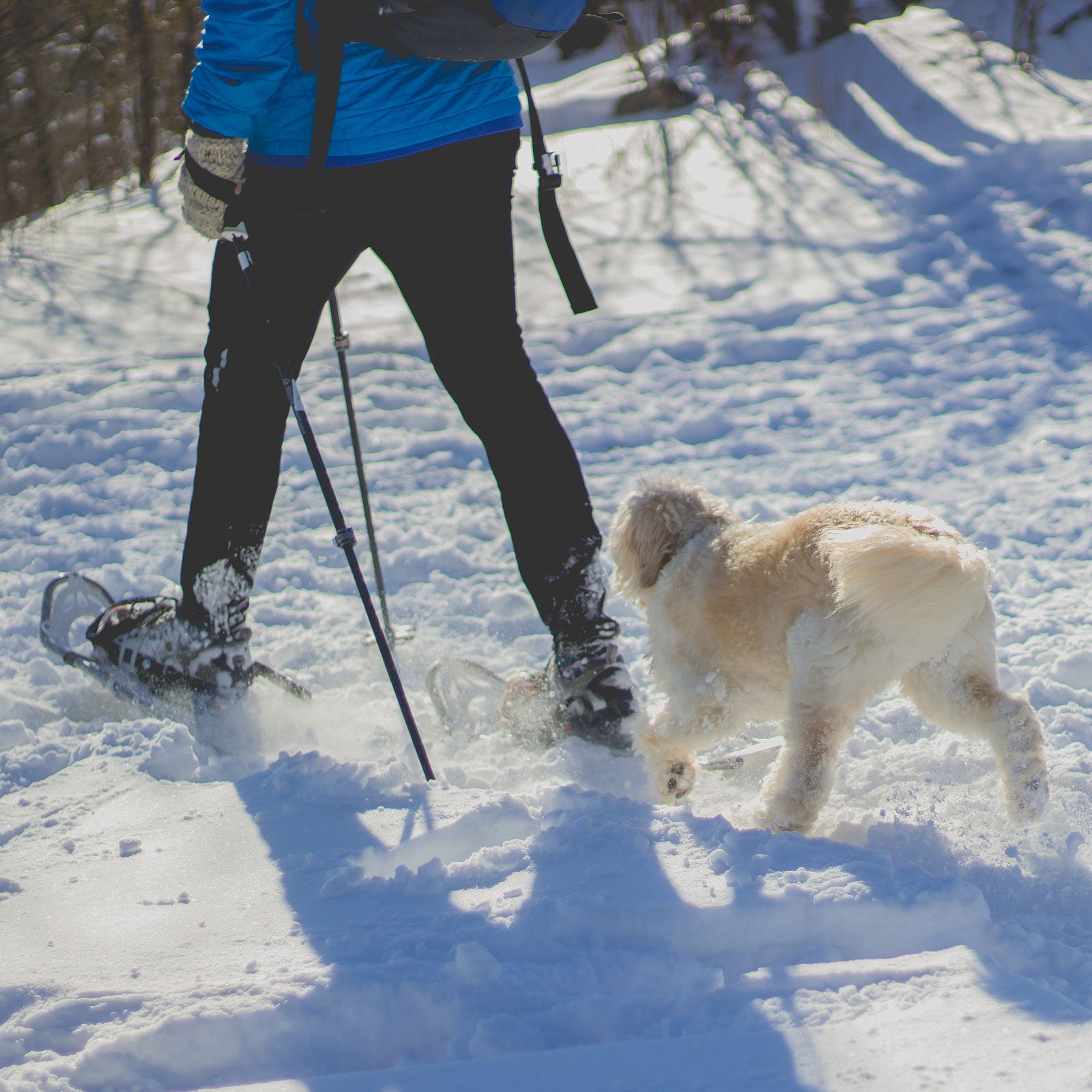 Large cold weather dog hot sale breeds