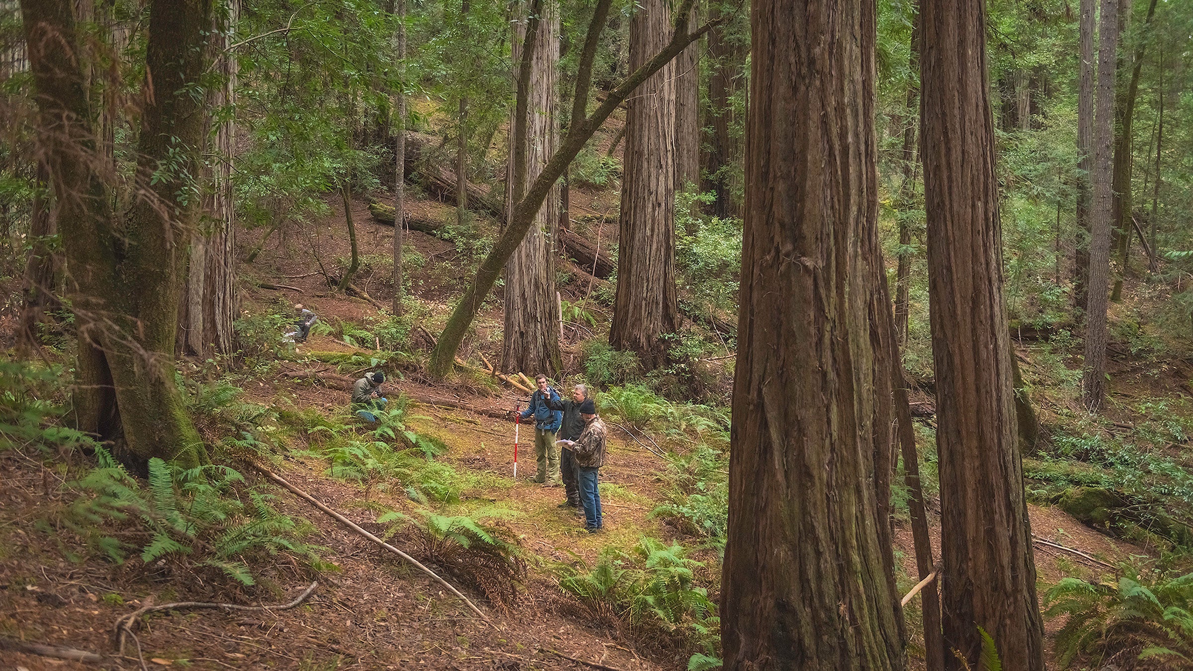 Old-growth redwoods of Harold Richardson Redwoods Reserve.