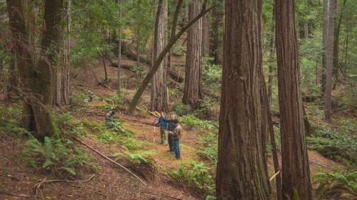 Old-growth redwoods of Harold Richardson Redwoods Reserve.