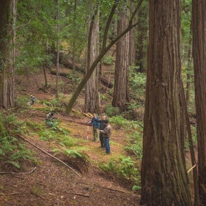 Old-growth redwoods of Harold Richardson Redwoods Reserve.
