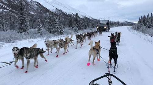Here's what it's like to train for the Iditarod for the first time.