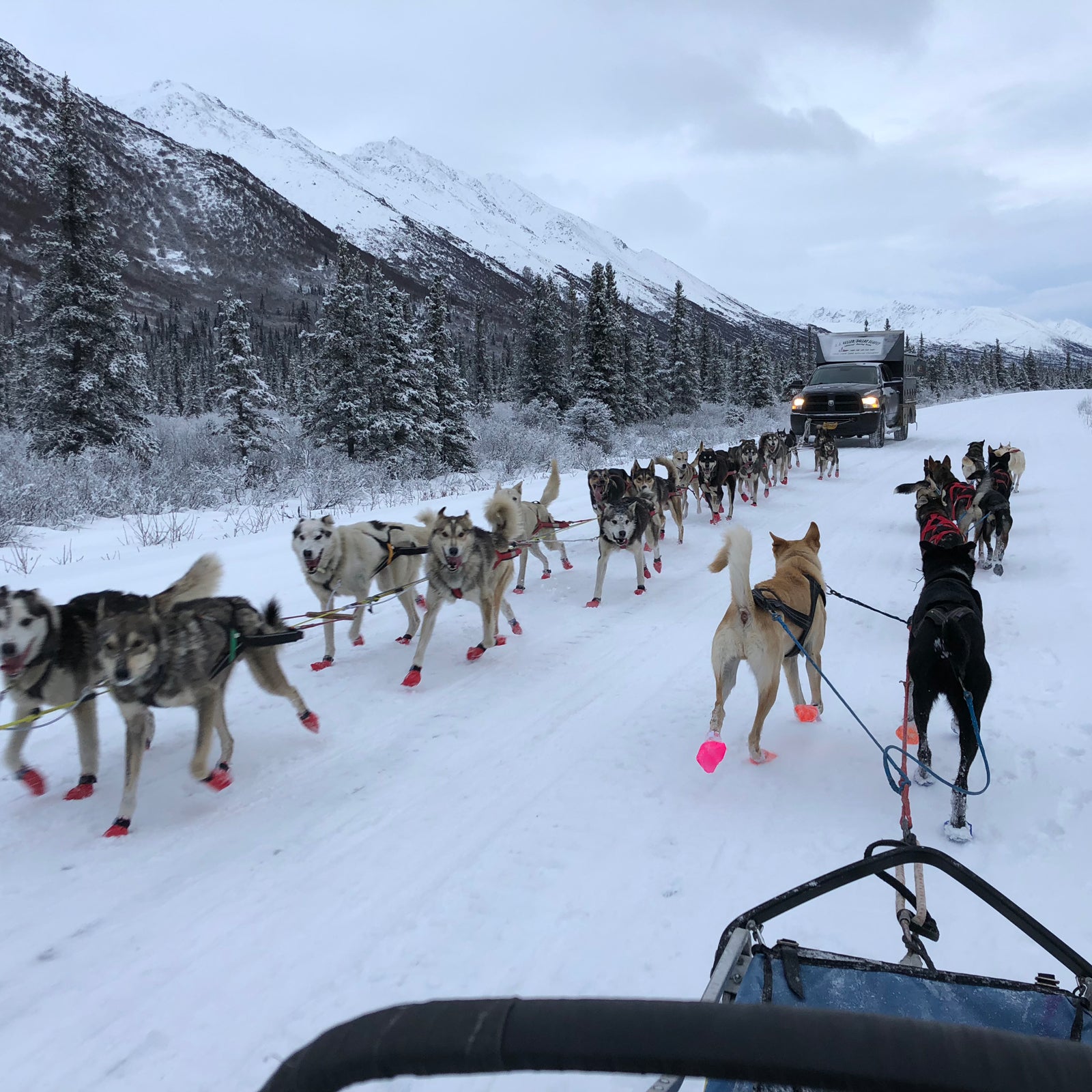 The life of a musher