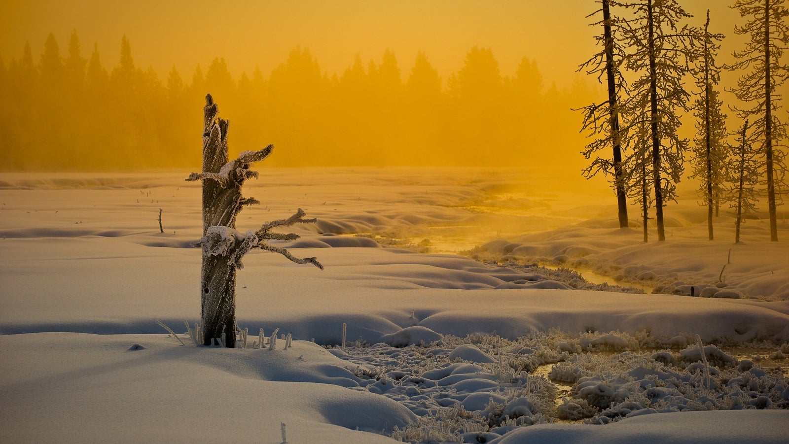 A scene from Yellowstone National Park. 