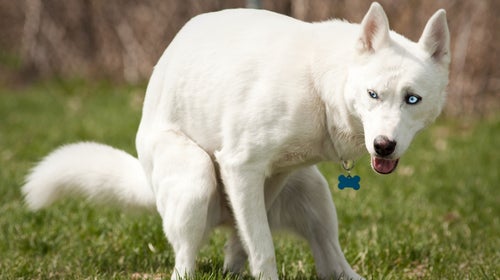A husky, defecating.