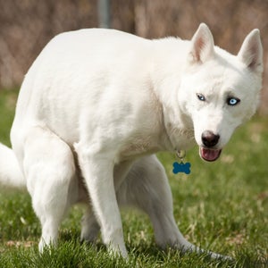 A husky, defecating.