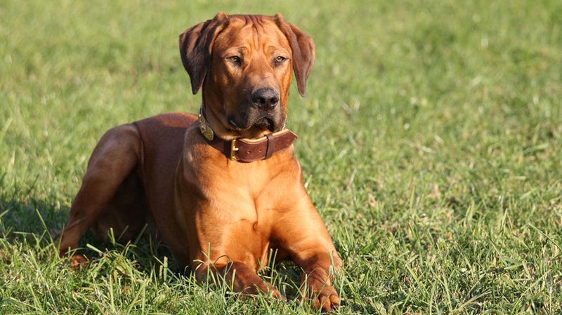 The 20 Best Active Dog Breeds