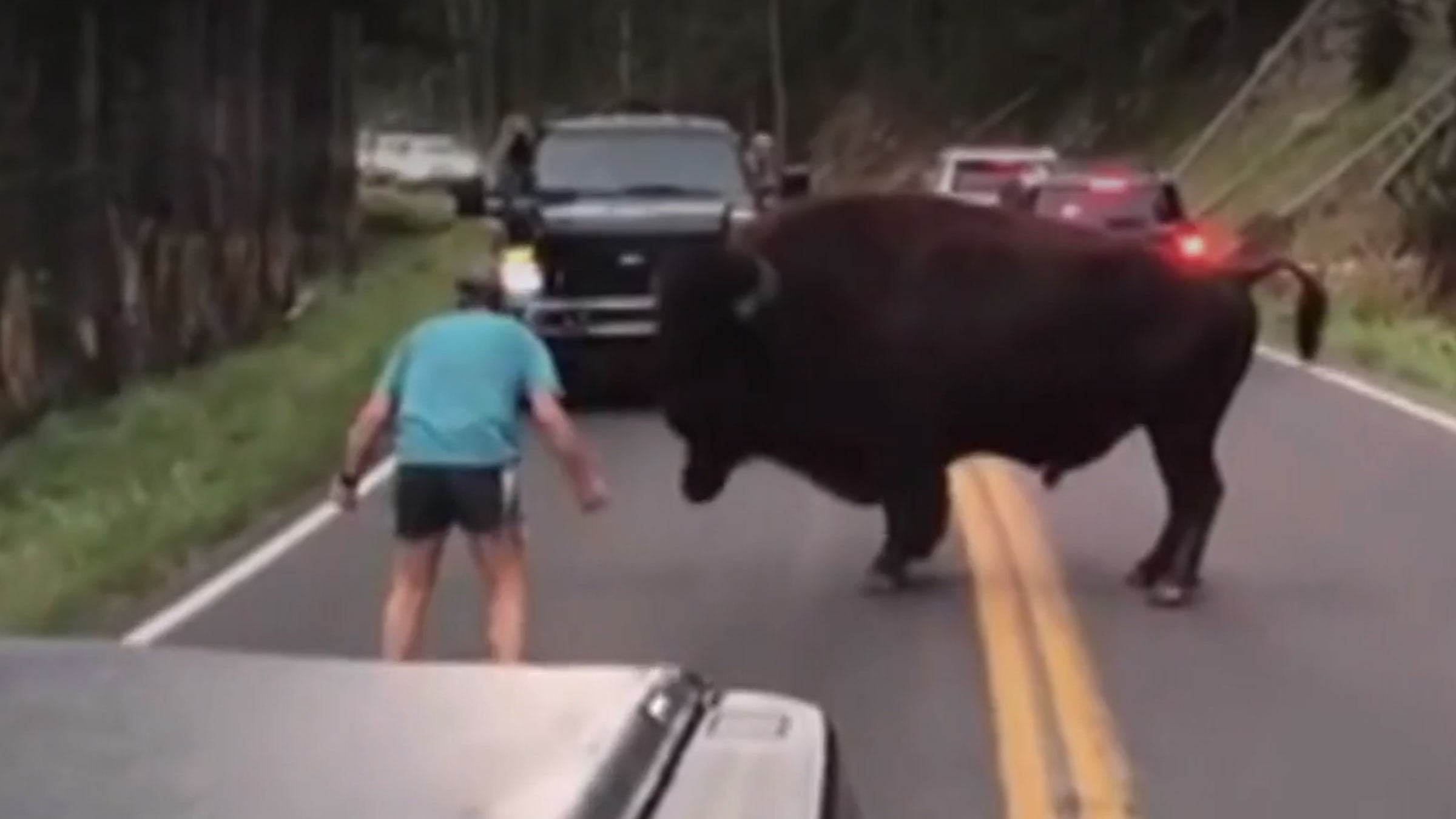 This guy later apologized to the bison after getting 130 days in jail. 