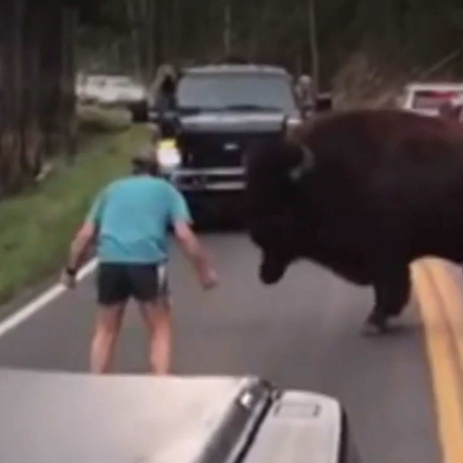 This guy later apologized to the bison after getting 130 days in jail.