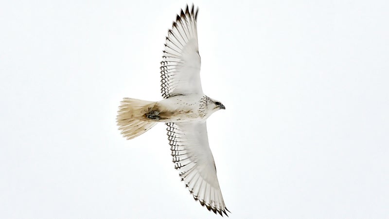 A gyrfalcon in the Canadian Arctic