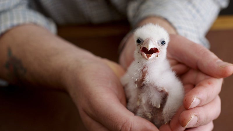 A peregrine hatchling from one of Jeffrey Lendrum’s eggs