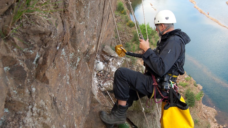 Relocating the stolen eggs to a nest in Scotland