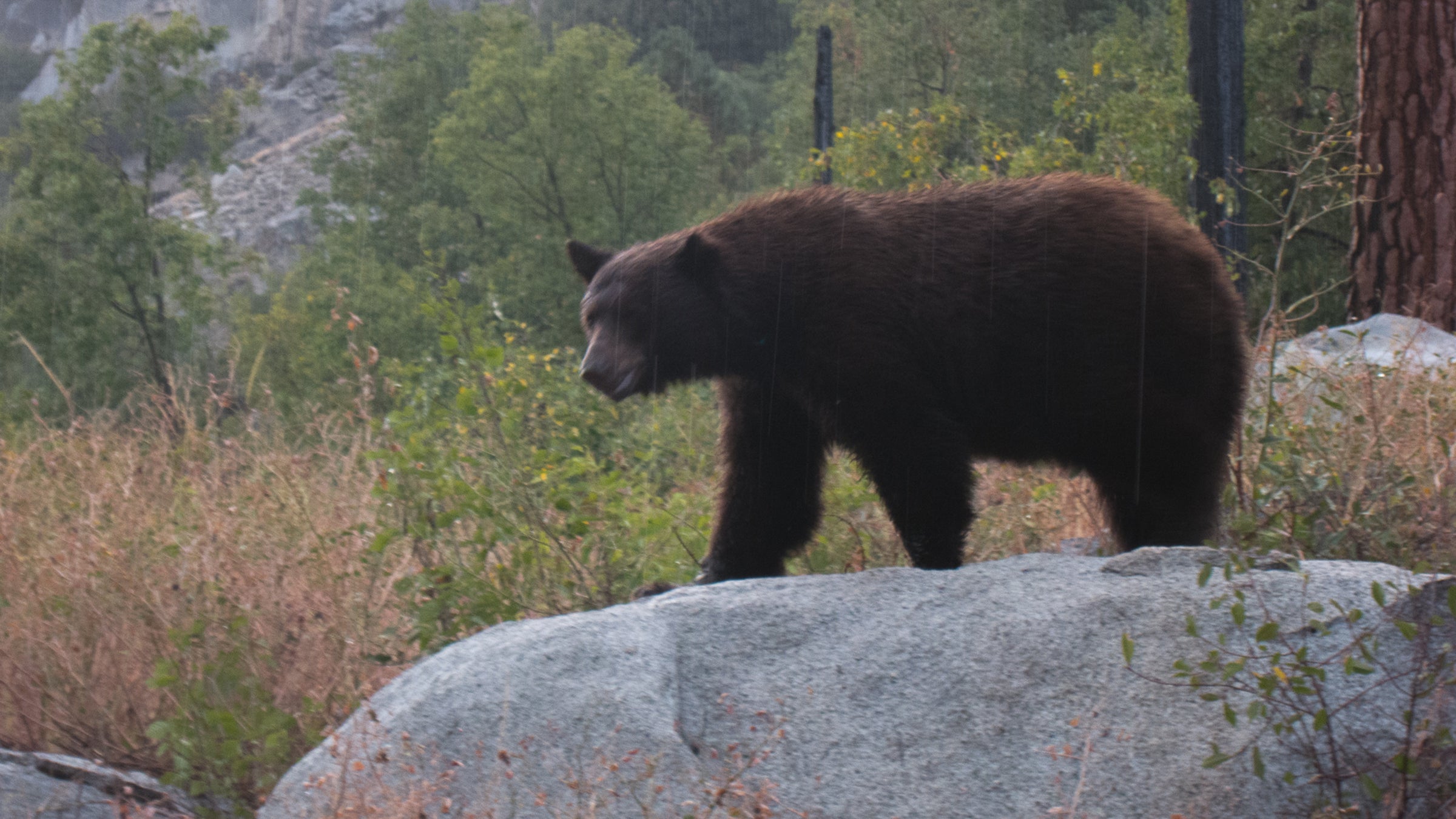 A black bear in Bubbs Creek, Sequoia-Kings National Park