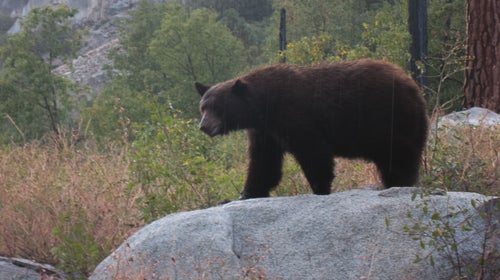 A black bear in Bubbs Creek, Sequoia-Kings National Park