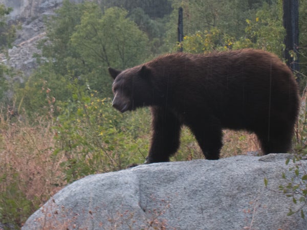 A black bear in Bubbs Creek, Sequoia-Kings National Park
