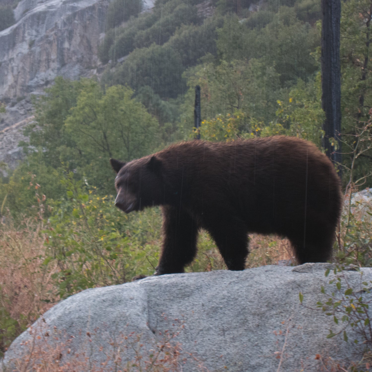 A black bear in Bubbs Creek, Sequoia-Kings National Park