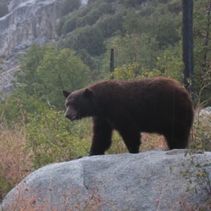 A black bear in Bubbs Creek, Sequoia-Kings National Park