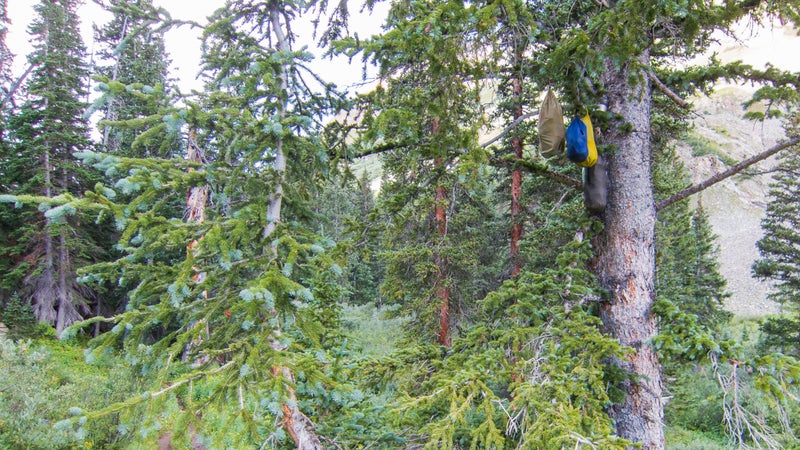 Completely ineffective: a typical bear hang on the Aspen Four Pass Loop