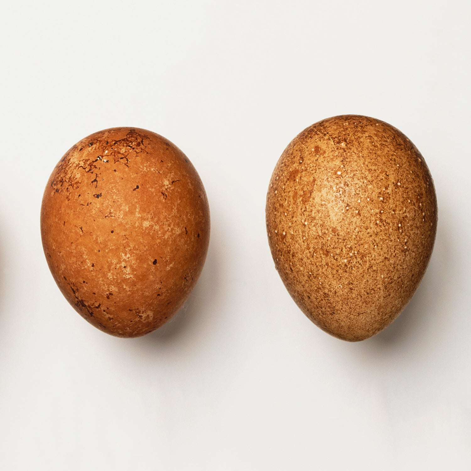 Peregrine falcon eggs