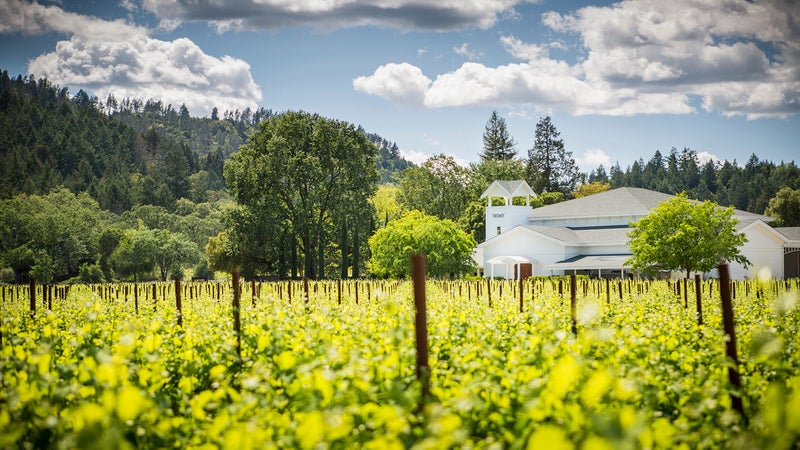 Silver Oak's vineyard.