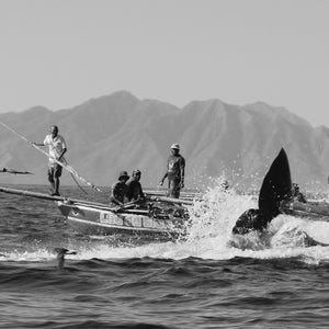 For the 1,500 Lamalerans, the 20 or so sperm whales they take annually on average are a dietary necessity.