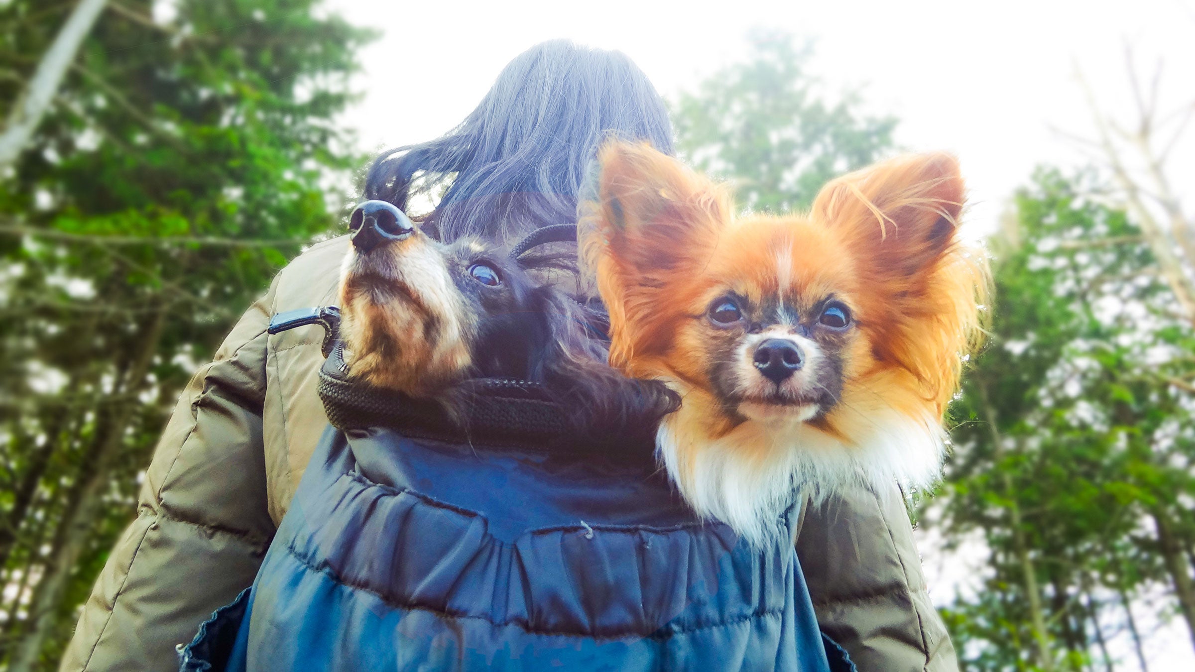 Bring your pup with you everywhere with these seven dog-loving hotels.